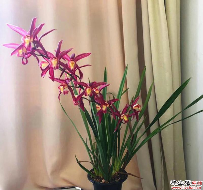 这款“仙女”兰花，虽价格便宜，却能“美四季”，比香水还好闻