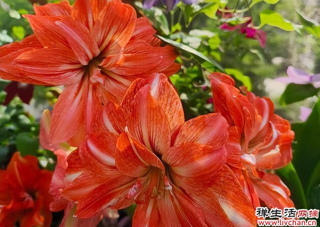 朱顶红只长叶子不开花怎么办？3个问题要解决，养成开花“大户”