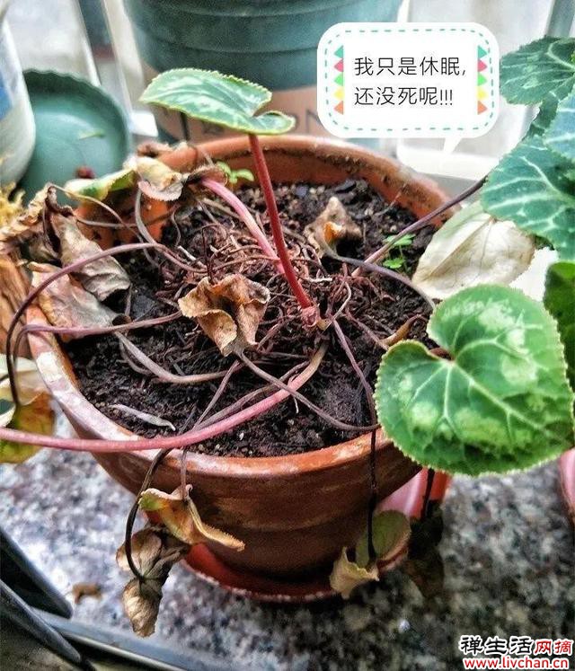 7个“富贵花”，天一热就“诈死”，千万别扔掉，天凉又爆盆