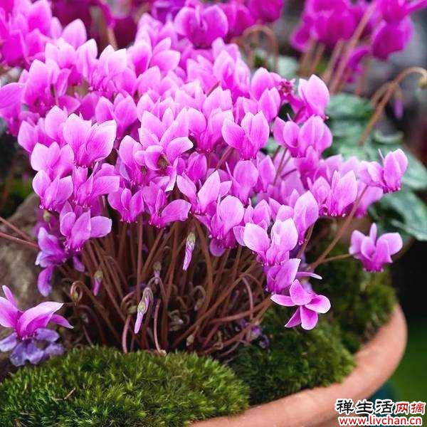 7个“富贵花”，天一热就“诈死”，千万别扔掉，天凉又爆盆