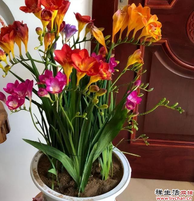 7个“富贵花”，天一热就“诈死”，千万别扔掉，天凉又爆盆