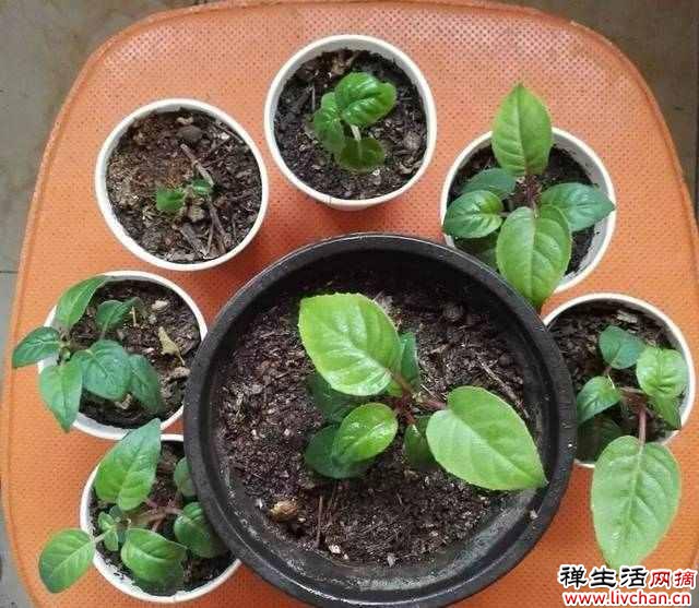 7个“富贵花”，天一热就“诈死”，千万别扔掉，天凉又爆盆