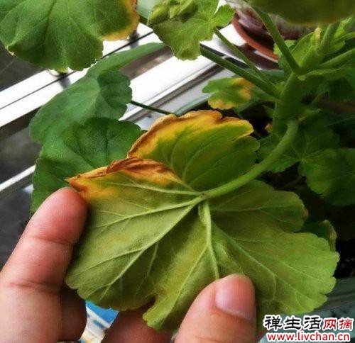 7个“富贵花”，天一热就“诈死”，千万别扔掉，天凉又爆盆