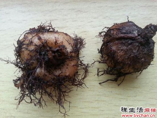 7个“富贵花”，天一热就“诈死”，千万别扔掉，天凉又爆盆