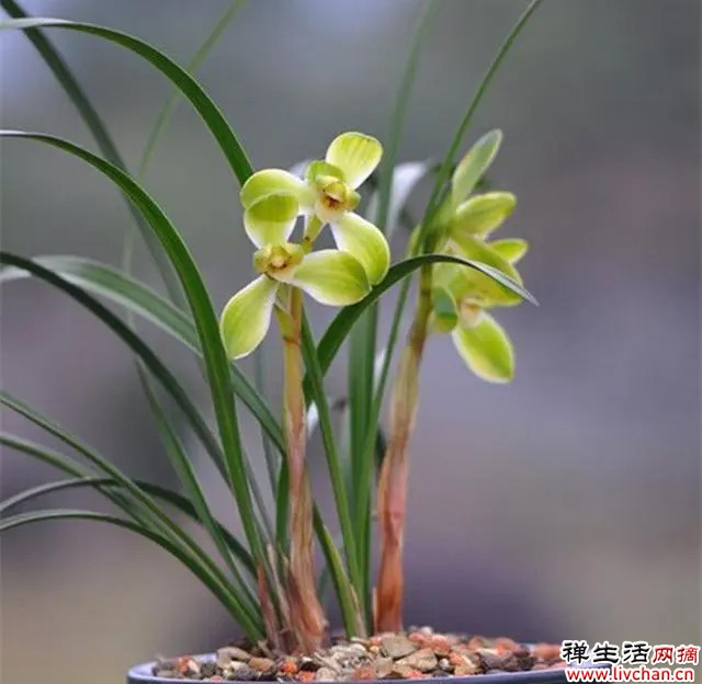 真正懂兰花的人，家里定有一盆—宋梅，此兰文化底蕴深厚，好养护