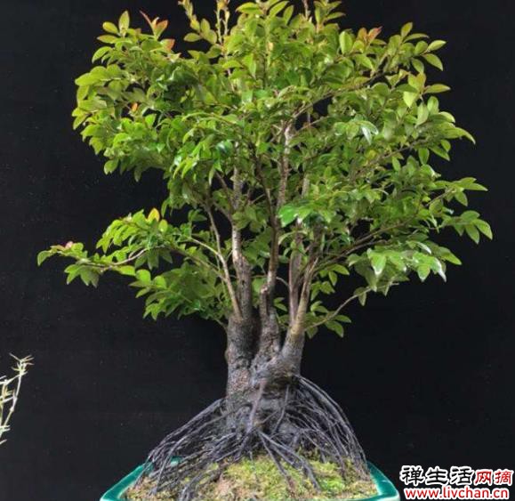家中养护小叶紫檀盆景能够旺财，但是要掌握种植的方法才可以