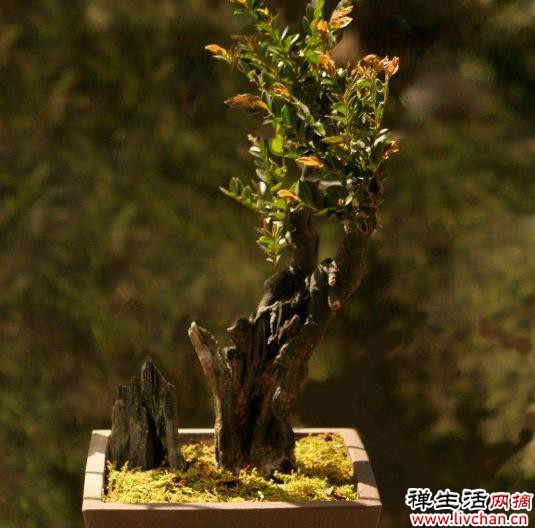 家中养护小叶紫檀盆景能够旺财，但是要掌握种植的方法才可以