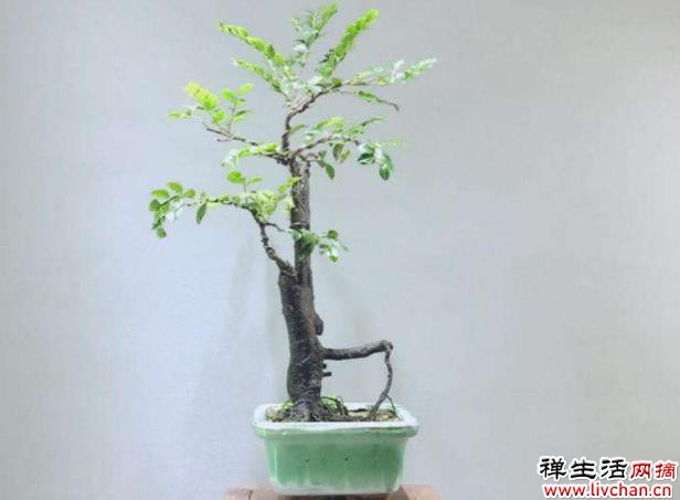 家中养护小叶紫檀盆景能够旺财，但是要掌握种植的方法才可以