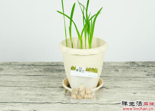 土里埋个“大蒜头”，开出花串子，满屋子都是香味