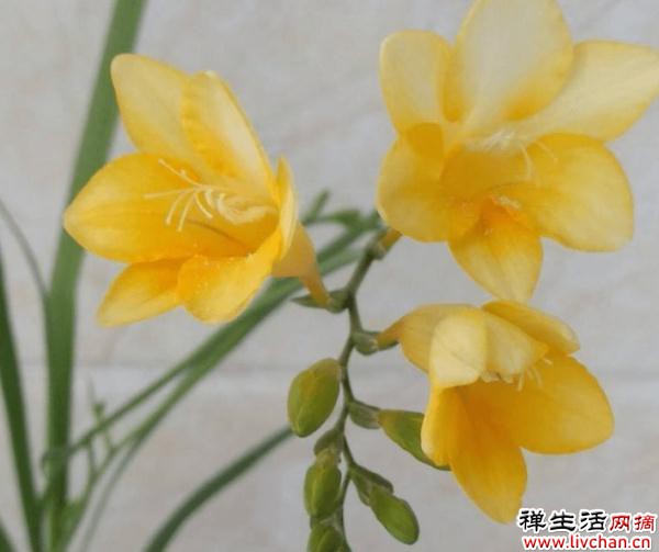 土里埋个“大蒜头”，开出花串子，满屋子都是香味
