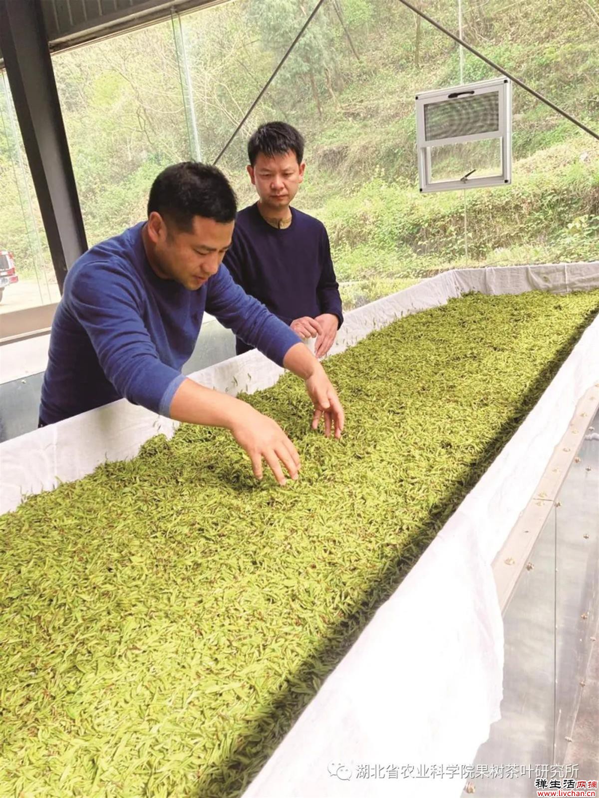 对话湖北茶专家高士伟：喝茶很健康，也能很时尚