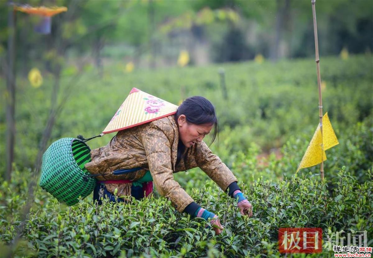 对话湖北茶专家高士伟：喝茶很健康，也能很时尚