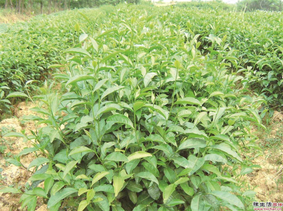 对话湖北茶专家高士伟：喝茶很健康，也能很时尚