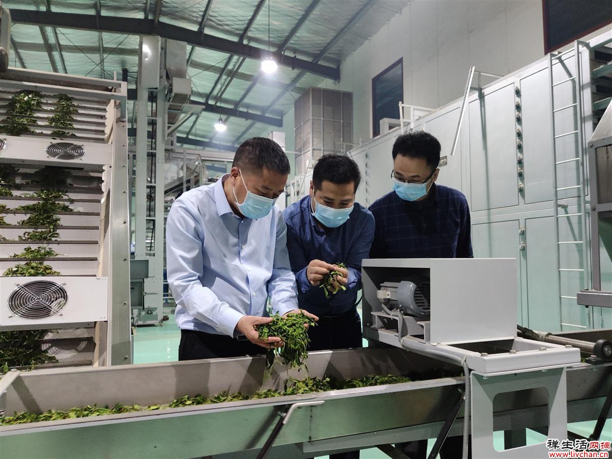 对话湖北茶专家高士伟：喝茶很健康，也能很时尚