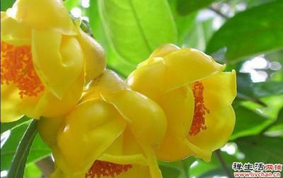 茶花中的“大熊猫”，金花茶格外独特，观赏食用两不误