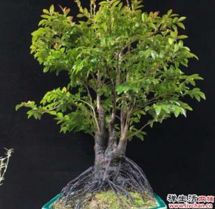 家中养护小叶紫檀盆景能够旺财，但是要掌握种植的方法才可以