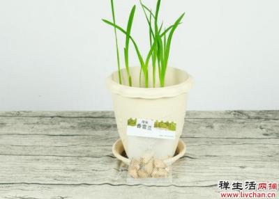 土里埋个“大蒜头”，开出花串子，满屋子都是香味