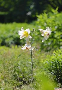 故宫花信｜百合：堂前种山丹，错落玛瑙盘