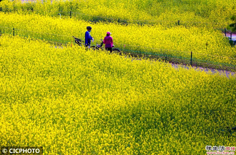 庄子:忘(深度好文)