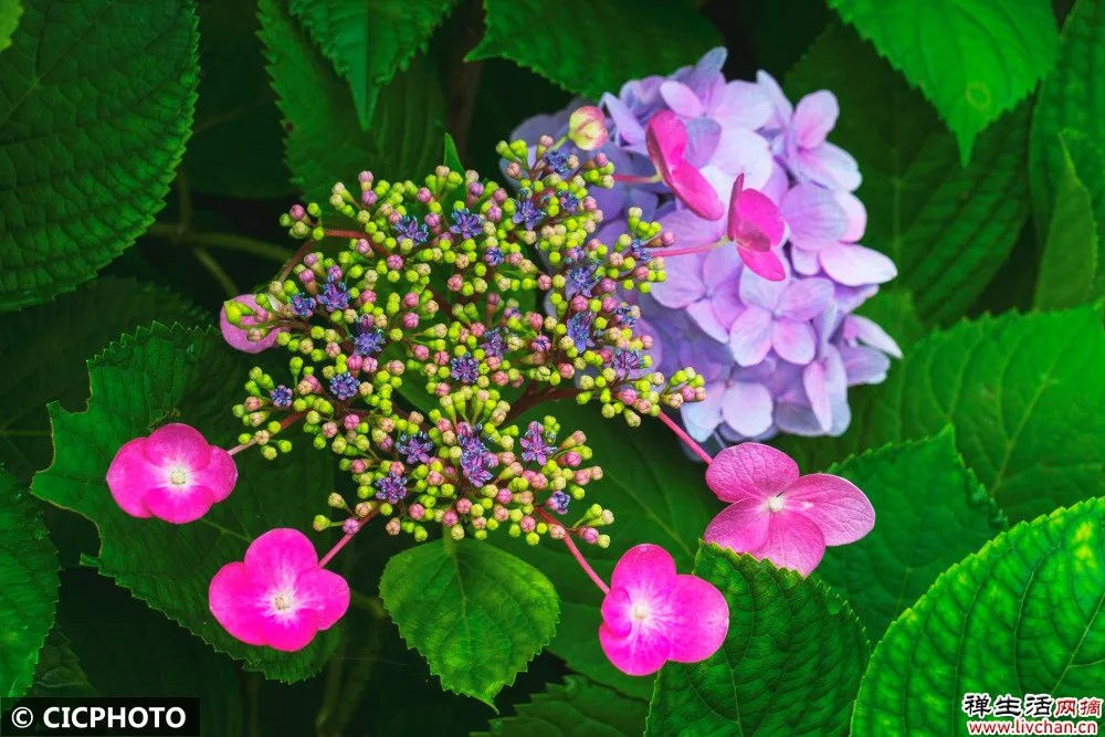 上海教授微信群分享论文,从杜甫诗歌看生活态度:给艰难中的我们一些激励