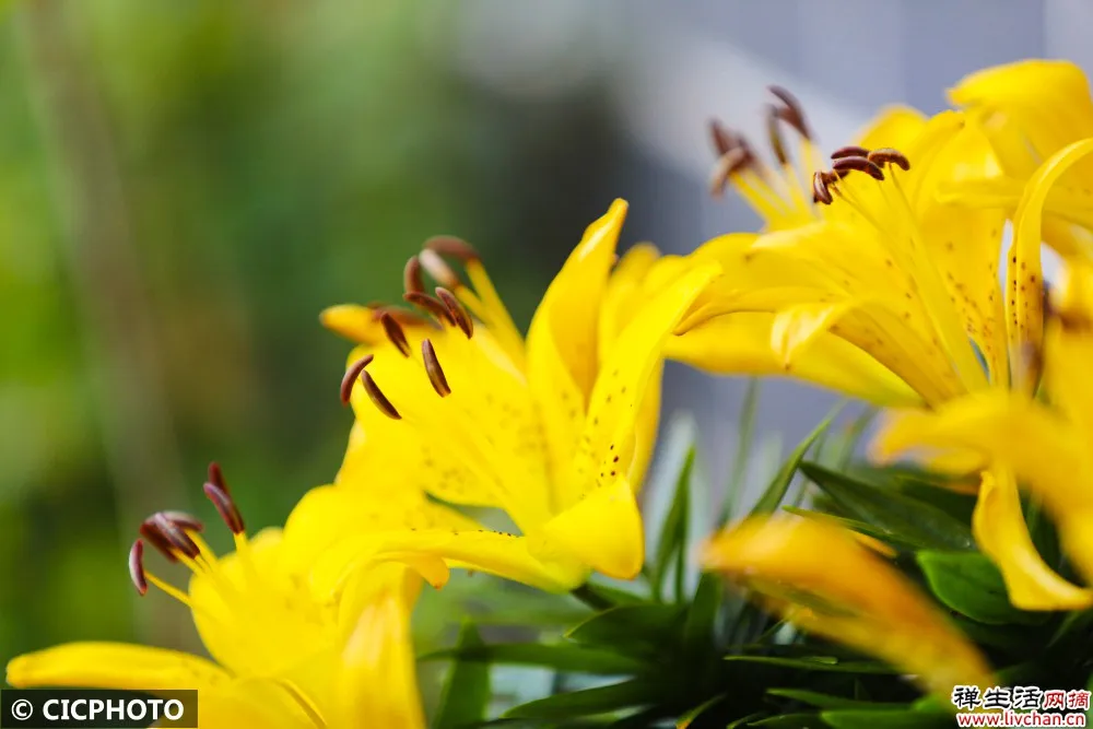 格局越大的人,越懂得“藏”的智慧!