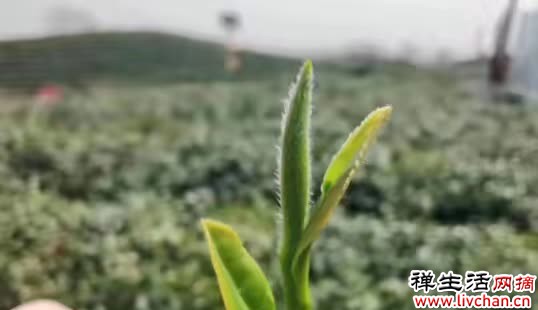 泡绿茶时，最忌讳先放茶叶再倒水？多亏老茶客提醒，再也不瞎泡了