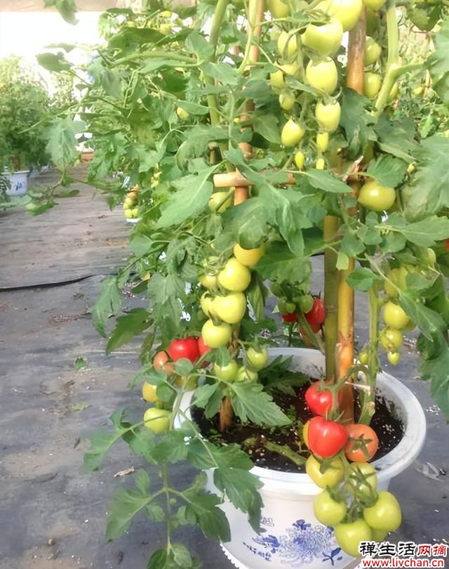 阳台别光养花草，种几种新鲜蔬菜，周期短收成好，易种植适合新手