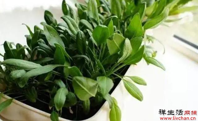 阳台别光养花草，种几种新鲜蔬菜，周期短收成好，易种植适合新手