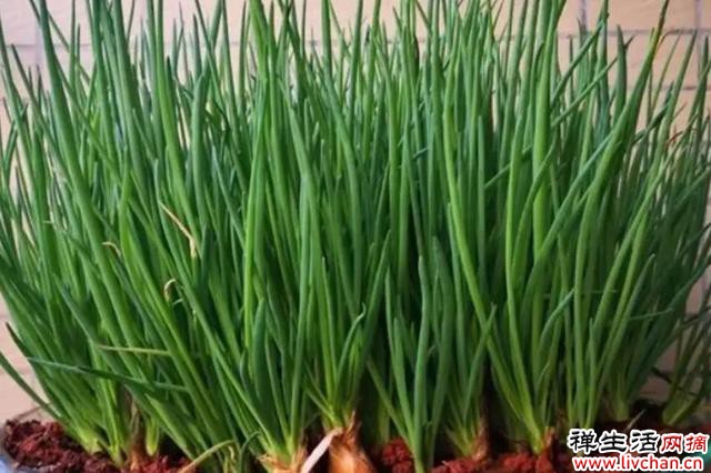 阳台别光养花草，种几种新鲜蔬菜，周期短收成好，易种植适合新手