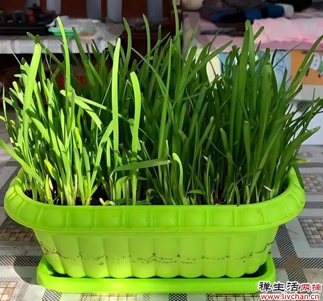阳台别光养花草，种几种新鲜蔬菜，周期短收成好，易种植适合新手