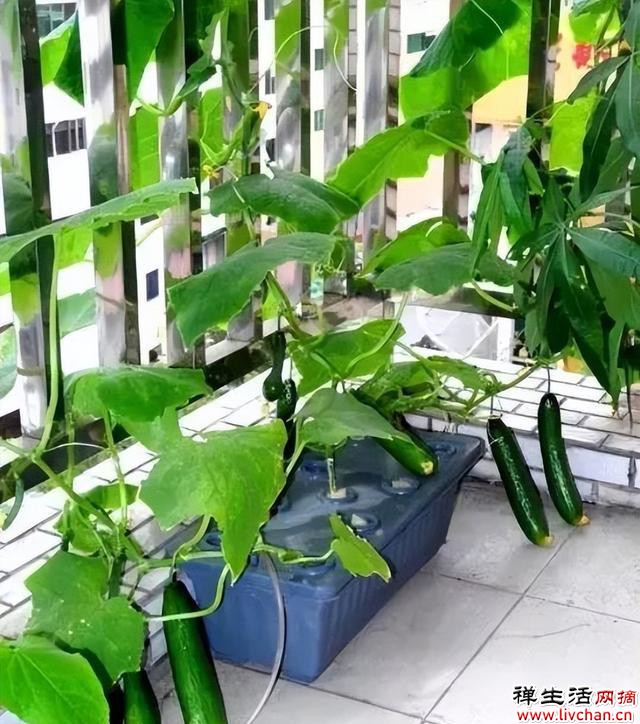 阳台别光养花草，种几种新鲜蔬菜，周期短收成好，易种植适合新手