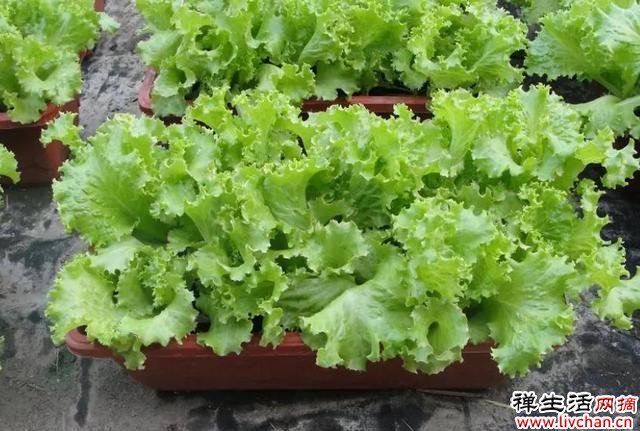 阳台别光养花草，种几种新鲜蔬菜，周期短收成好，易种植适合新手