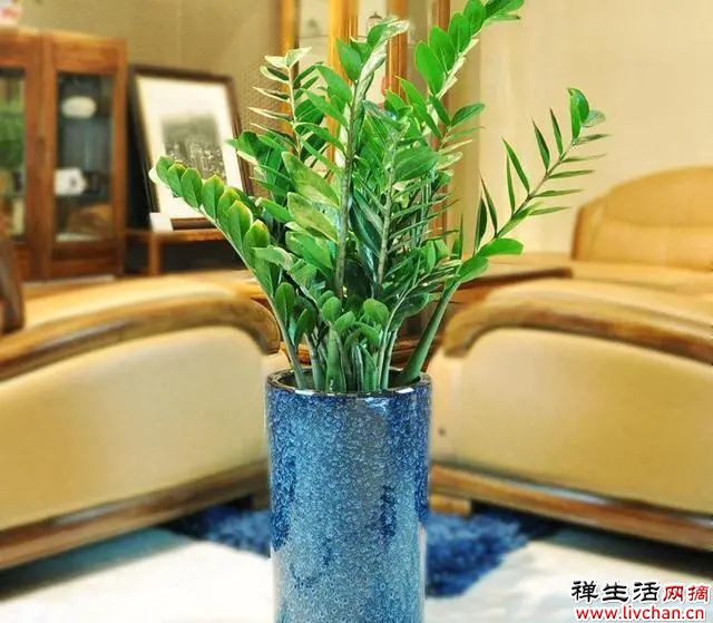 适合养在“客厅”的6种花，寓意吉祥，显高档，有品味