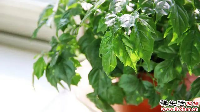 适合养在“客厅”的6种花，寓意吉祥，显高档，有品味