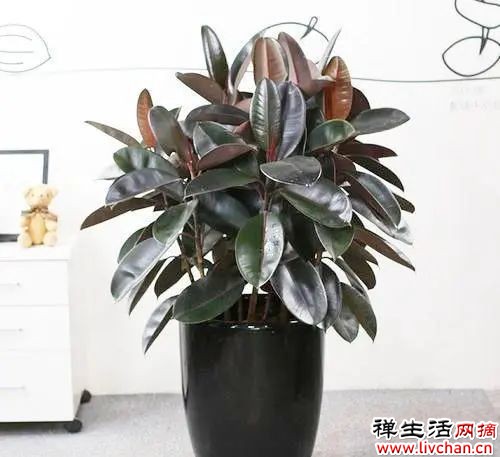 适合养在“客厅”的6种花，寓意吉祥，显高档，有品味
