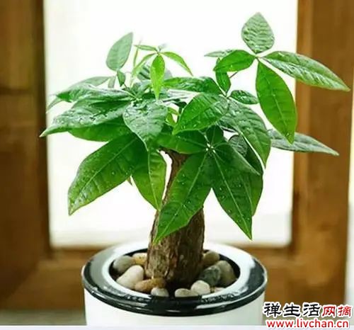 适合养在“客厅”的6种花，寓意吉祥，显高档，有品味