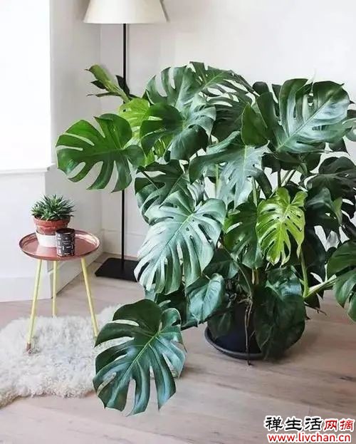 适合养在“客厅”的6种花，寓意吉祥，显高档，有品味