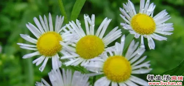 蚊子最讨厌的3种花，放在门窗旁边，以防蚊子跑进去