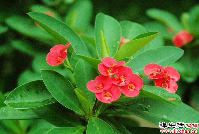 3种非常“优秀”的花，一年300天开花，花型美抗病能力强，一直开