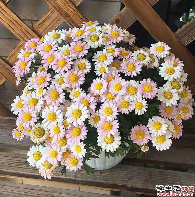 3种非常“优秀”的花，一年300天开花，花型美抗病能力强，一直开