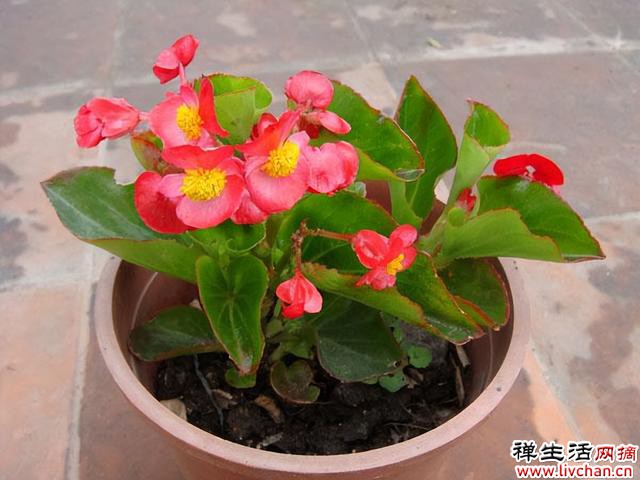 3种非常“优秀”的花，一年300天开花，花型美抗病能力强，一直开