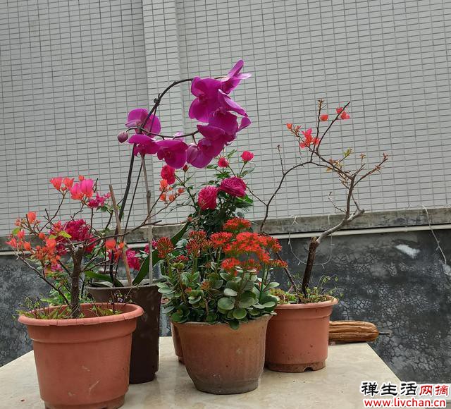 剪剪，剪到三角梅狂开花