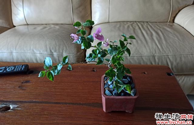剪剪，剪到三角梅狂开花