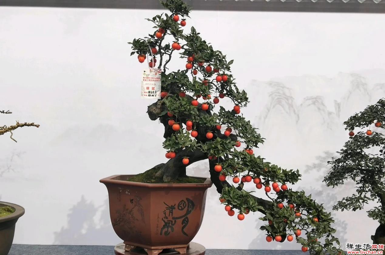 “金弹子”盆景别错过，观赏价值高，提升家居格调