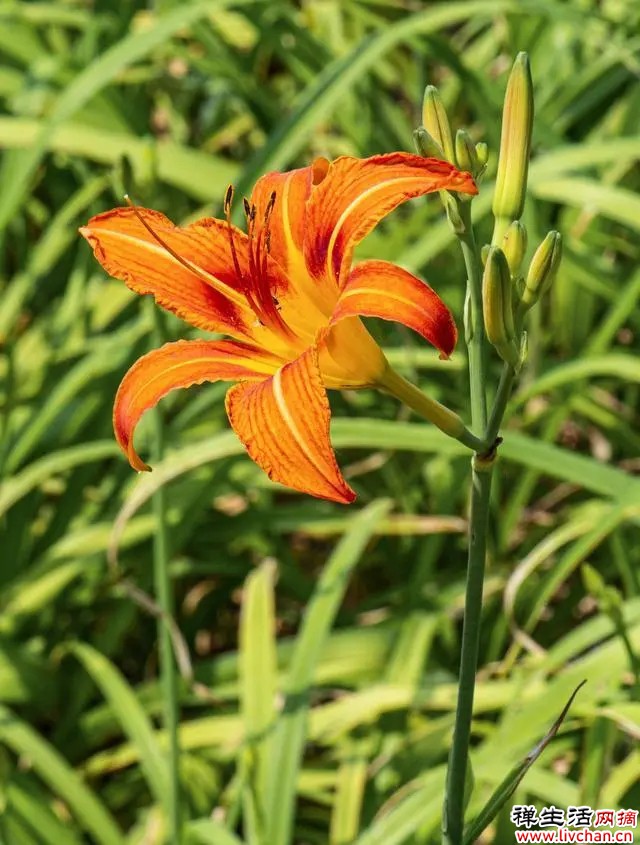 萱草花开橘红色，俗称黄花菜