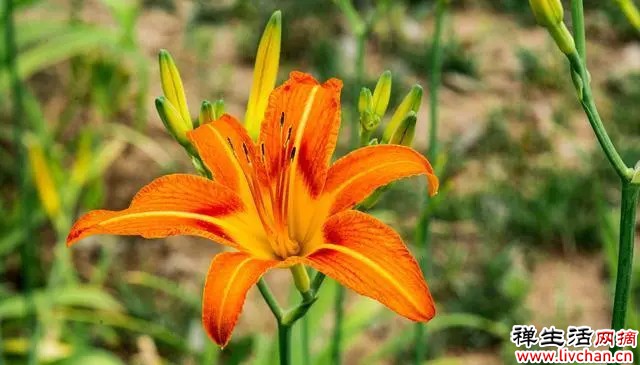 萱草花开橘红色，俗称黄花菜