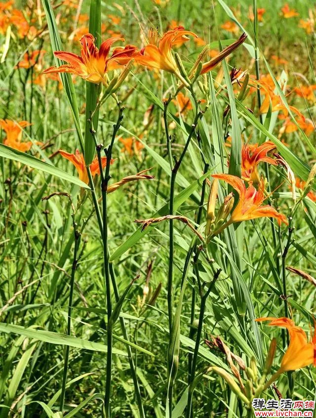 萱草花开橘红色，俗称黄花菜