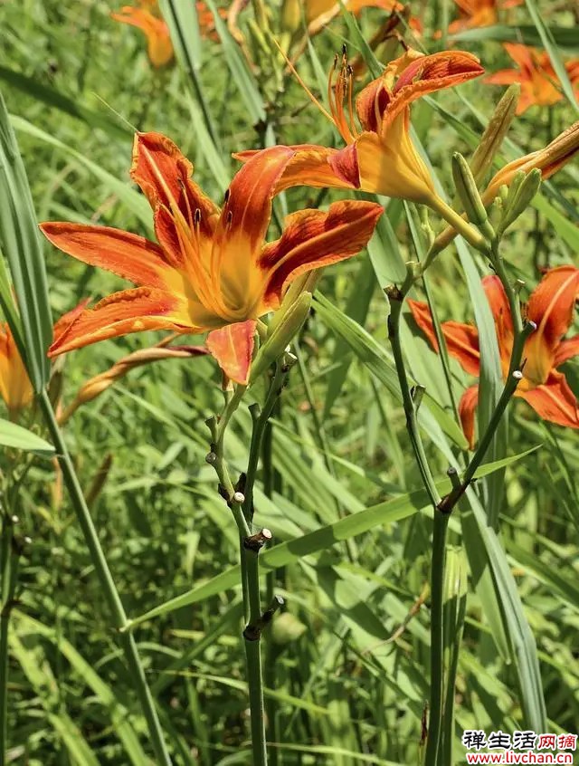 萱草花开橘红色，俗称黄花菜