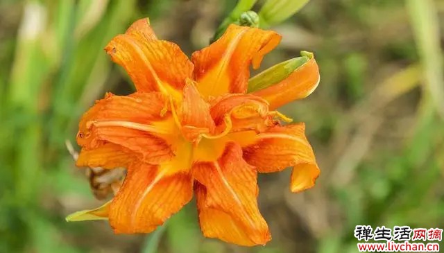 萱草花开橘红色，俗称黄花菜