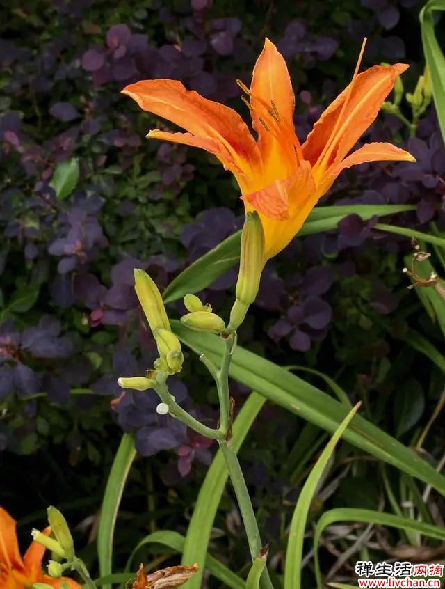 萱草花开橘红色，俗称黄花菜